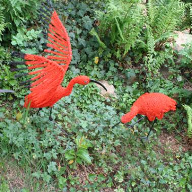 Combat d'Ibis - Claude Pasquer