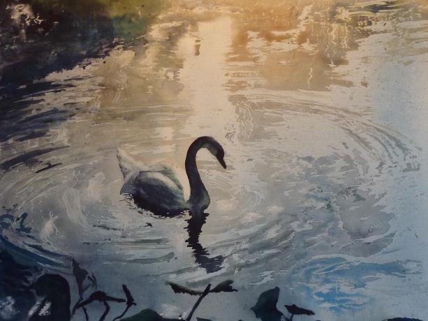 cygne sur la lac de caniel - Laurent Leroy - Click to enlarge