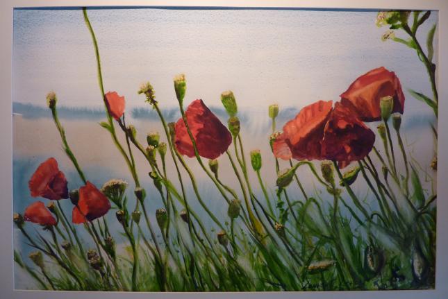 coquelicots de la baie de somme - Laurent Leroy - Click to enlarge