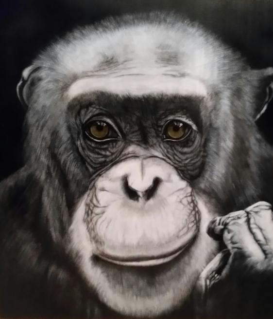 vieux chimpanzé - Babeth Richardi