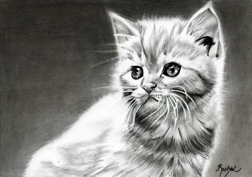 Chaton - Rachel Blairy