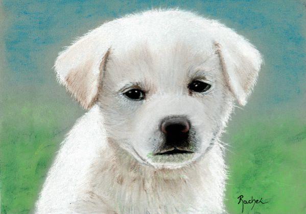 Chiot - Rachel Blairy - Click to enlarge