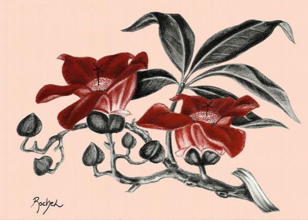 Fleur bichromie - Rachel Blairy - Click to enlarge