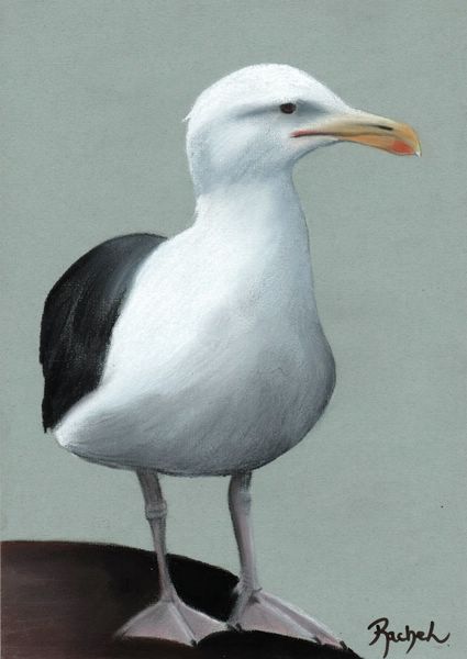 Mouette - Rachel Blairy