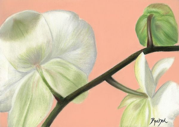 Brindille d'Orchidées - Rachel Blairy - Click to enlarge