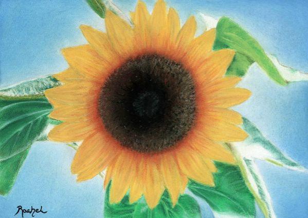 Tournesol - Rachel Blairy - Click to enlarge