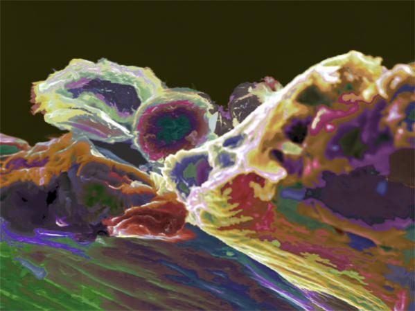 The Fly - Cris Orfescu - Click to enlarge