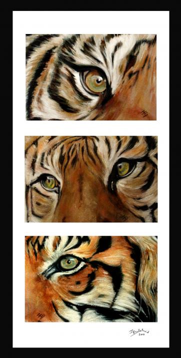 Regards de félins ( triptyque) - Danielle Bellefroid