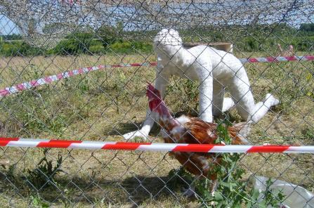H5N1 - Alain Quevarec