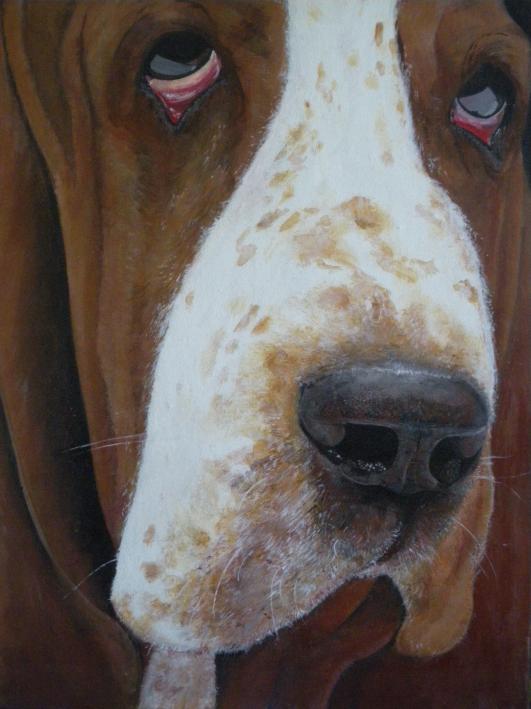Basset hound - Alain Quevarec