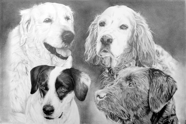 Portraits 4 chiens - Jacques Dominé - Click to enlarge