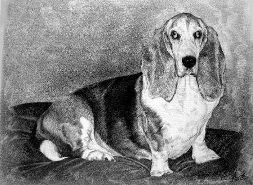 Basset - Jacques Dominé