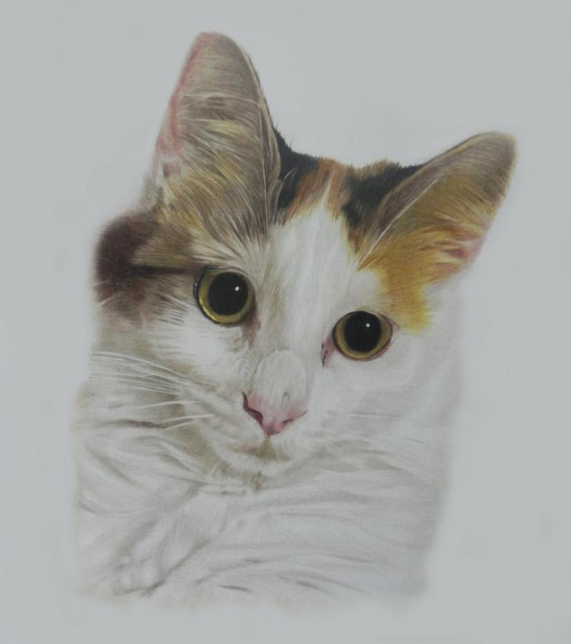 Chaton - Jacques Dominé - Cliquer pour afficher en grand