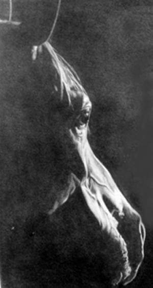 Cheval - Jacques Dominé