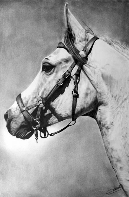 cheval blanc - Jacques Dominé