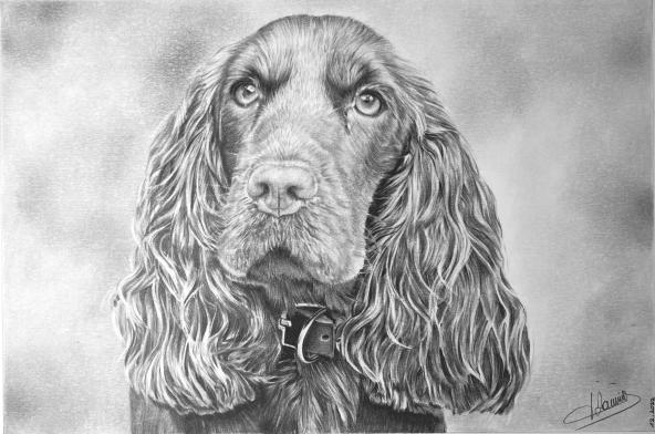 Cocker - Jacques Dominé - Click to enlarge