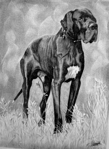 Dog - Jacques Dominé