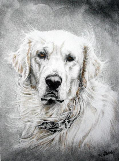 Golden retrievers - Jacques Dominé