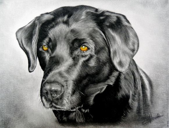 labrador noir - Jacques Dominé - Click to enlarge