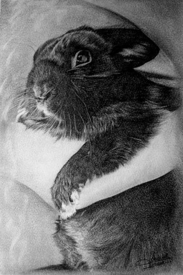 Lapin - Jacques Dominé