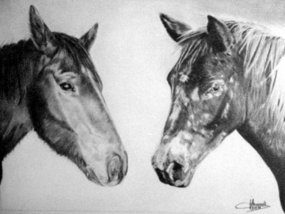 Chevaux face à face - Jacques Dominé