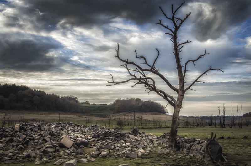 Le vieil arbre - Alain Gaymard - Cliquer pour afficher en grand