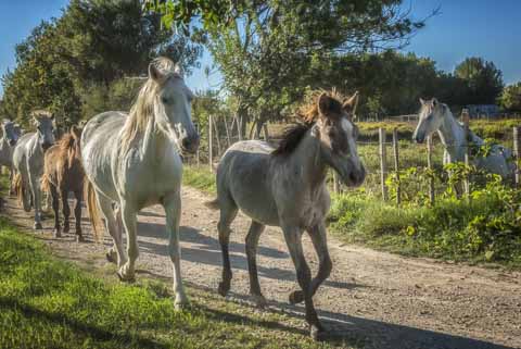Dans le chemin - Alain Gaymard