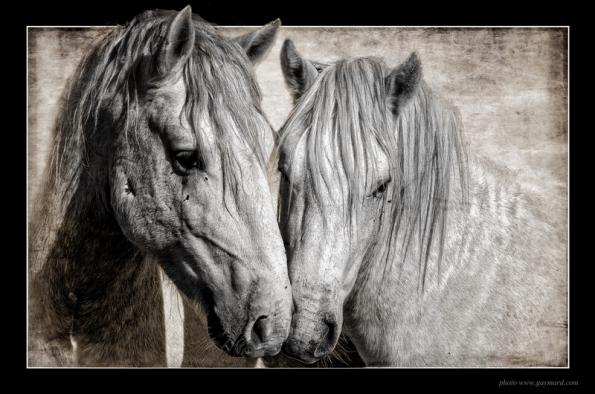 Le couple camargais - Alain Gaymard - Click to enlarge