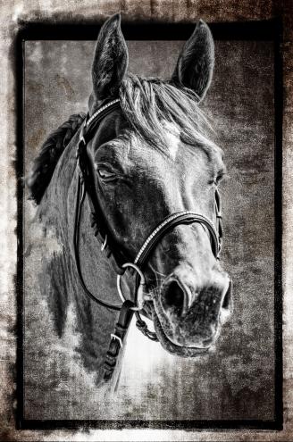 Portrait arabe - Alain Gaymard