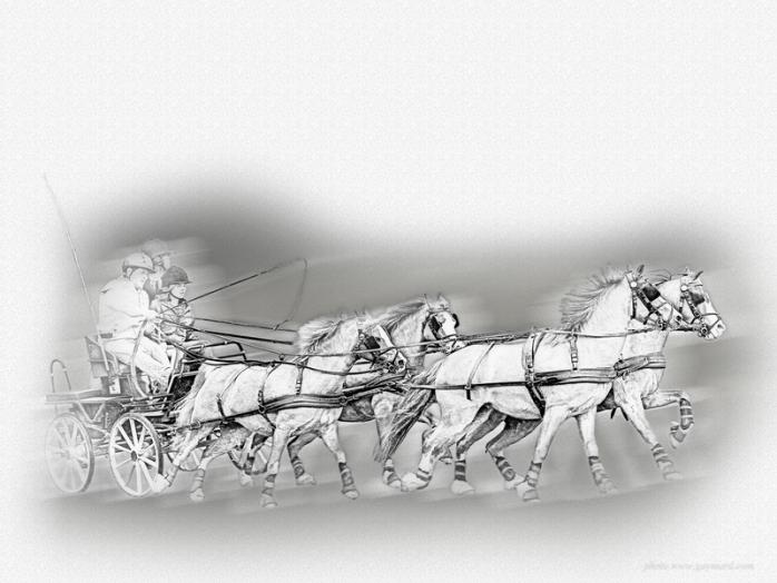 Course d'attelage - Alain Gaymard - Click to enlarge