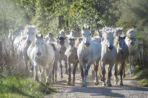 Horde de chevaux camargais - Alain Gaymard