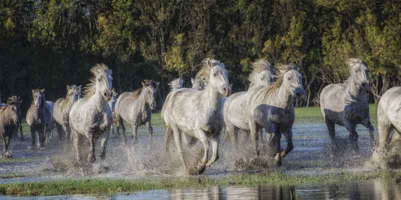 Chevaux camarguais - Alain Gaymard - Click to enlarge
