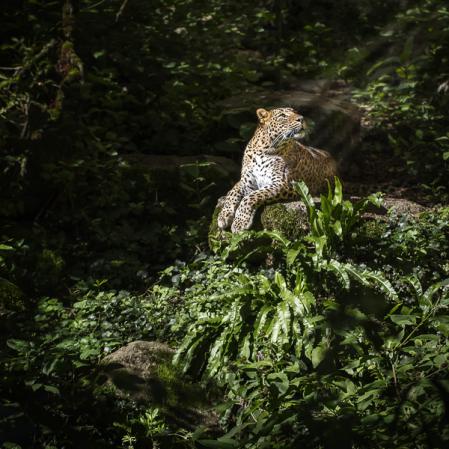 Dans la lumière du matin - Florent Vassogne