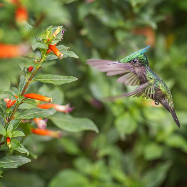 L'appel du nectar - Florent Vassogne - Click to enlarge
