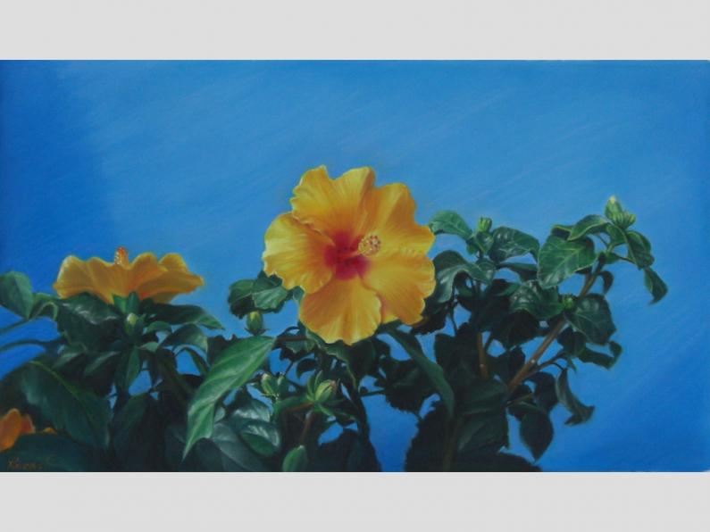 HIBISCUS - Kazuhiro Okabe - Cliquer pour afficher en grand