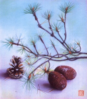 LA POMME DE PIN - Kazuhiro Okabe