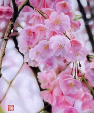 CERISIER-sakura- - Kazuhiro Okabe