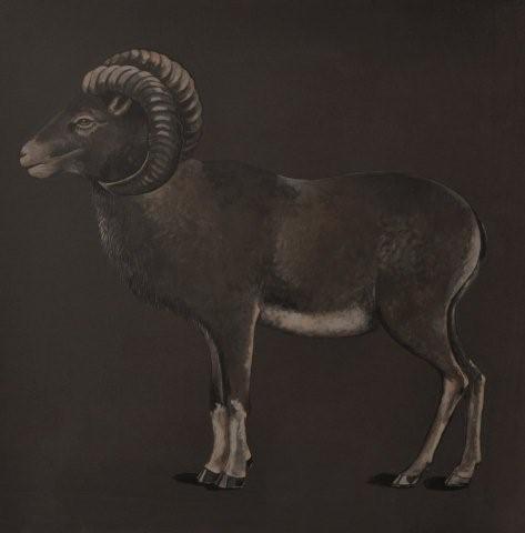 mouflon - Véronique de Soultrait