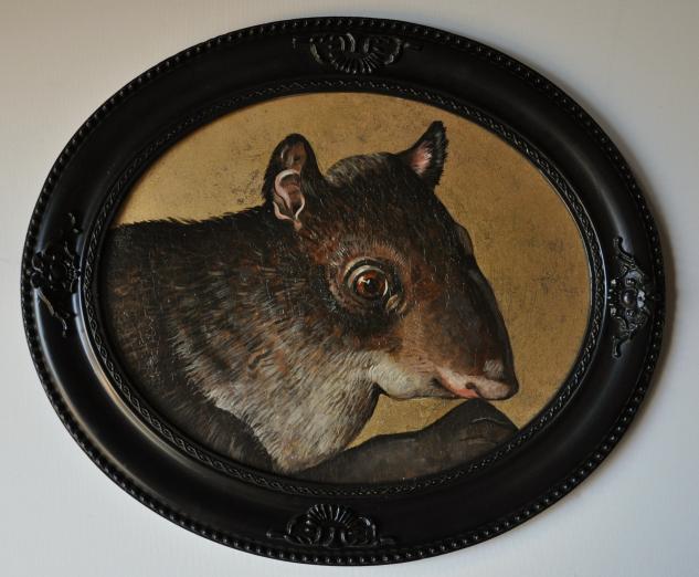 rattus(rat) - Véronique de Soultrait - Click to enlarge