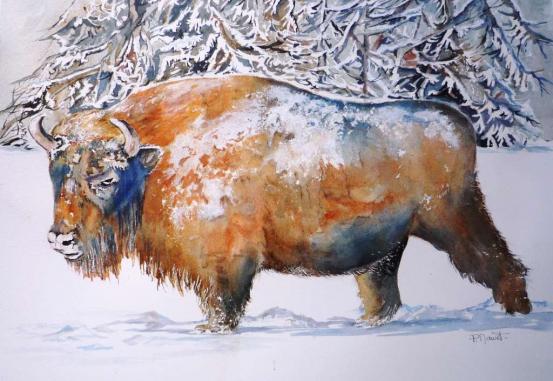 Bison d'Amérique - Paty Mawet