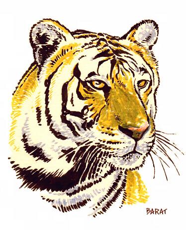 tigre - Alain Barat