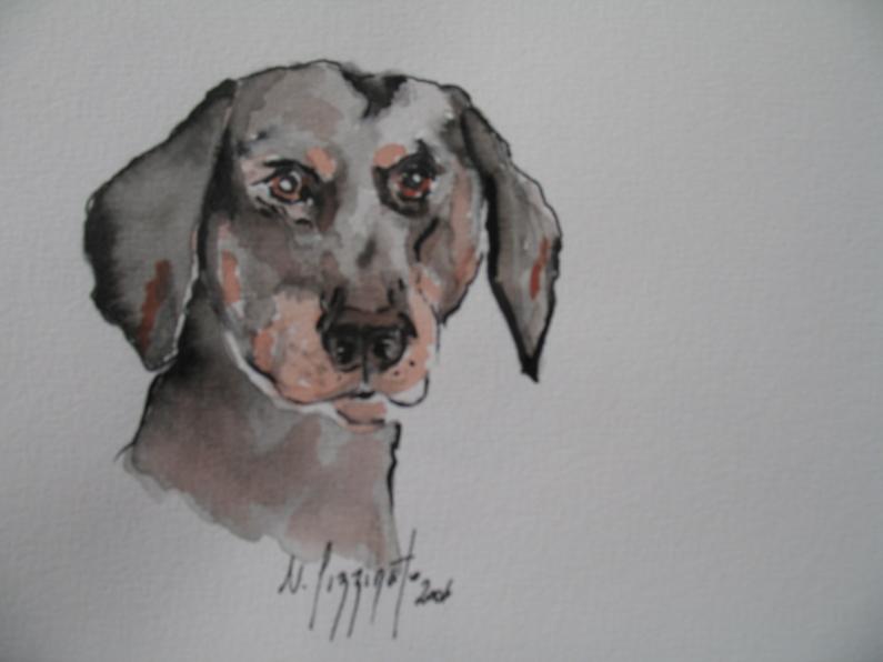 DOBERMAN 240 - Nadine Pizzinato - Click to enlarge