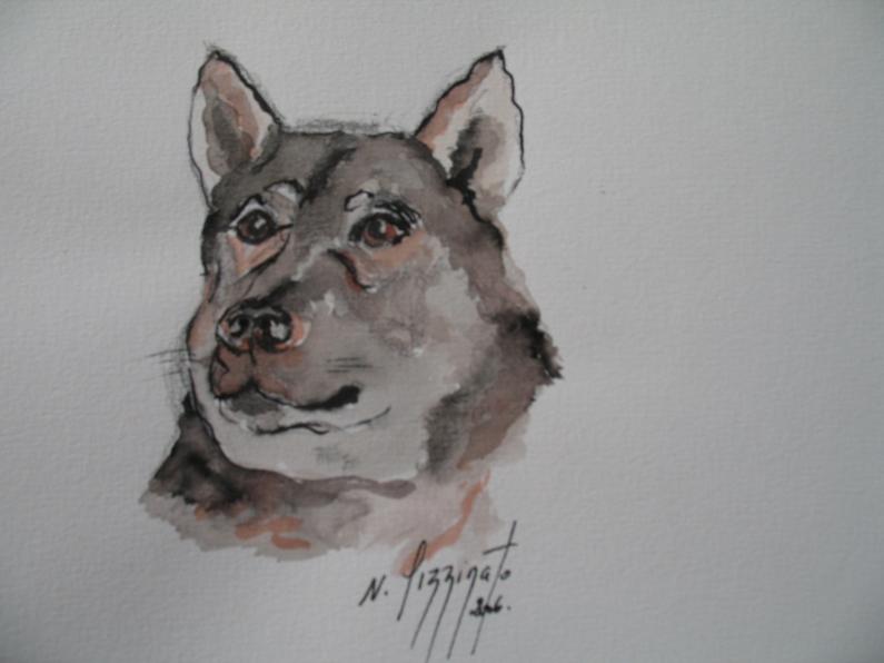 ELKHOUND SUEDOIS 241 - Nadine Pizzinato - Cliquer pour afficher en grand