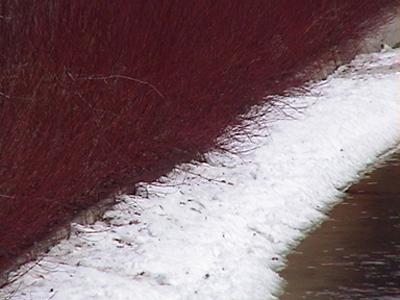Buisson rouge - Doris Bordage