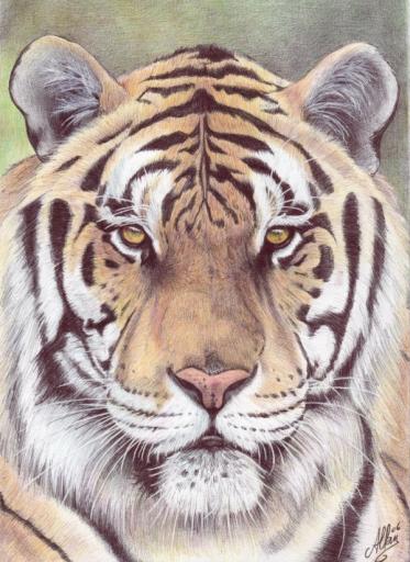 Big Cat - Allan Barbeau
