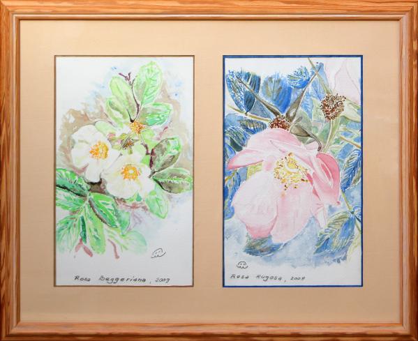 2009 Rosa Beggeriana, R. Rugosa - Jean-Pierre Milesi - Click to enlarge