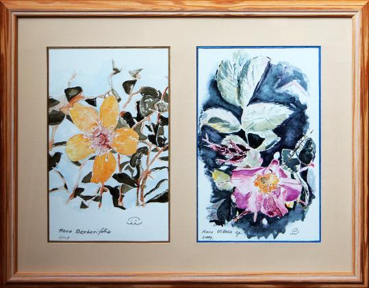 2009 Rosa Berberifollia, R. Villosa - Jean-Pierre Milesi