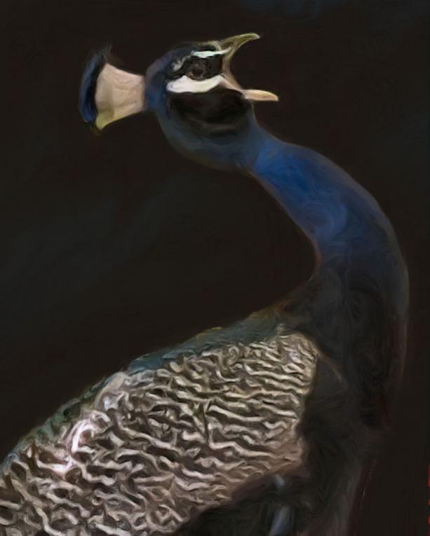Calling Peacock - Lynn A. Marie - Click to enlarge