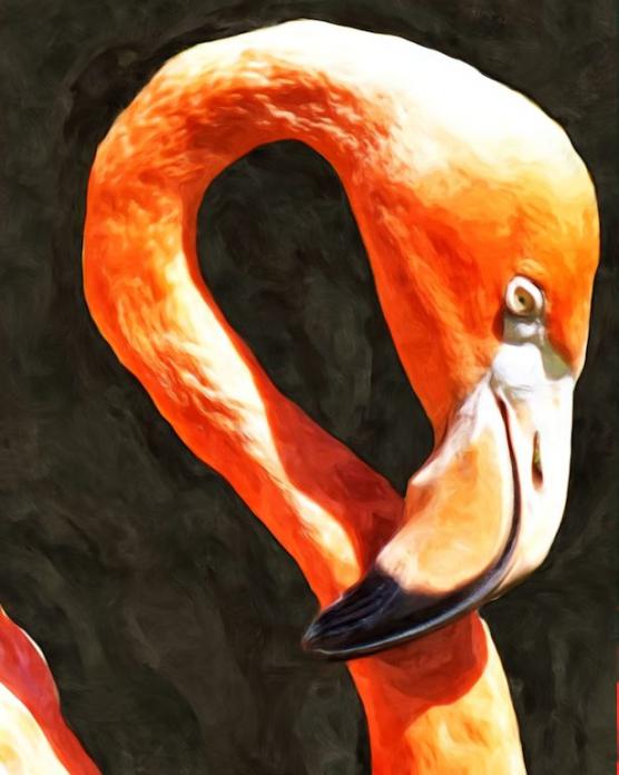 Flamingo Portrait - Lynn A. Marie