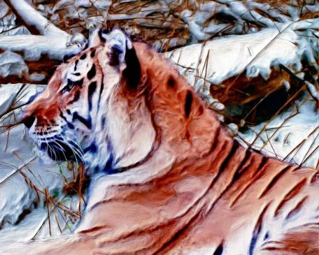 Resting Tiger - Lynn A. Marie